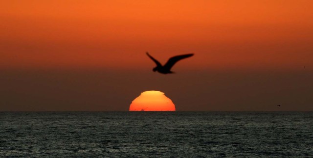 A seagull flies at sunset in La Serena