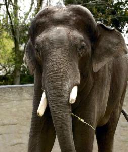 Elefanta escapa de circo en Alemania y mata a un hombre