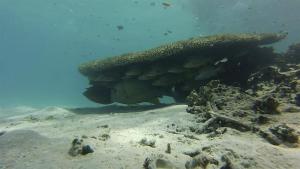 Los corales protegen a los peces de los rayos del sol