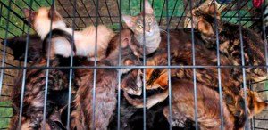 Cincinnati plagado de gatos apestosos que aterrorizan a los vecinos