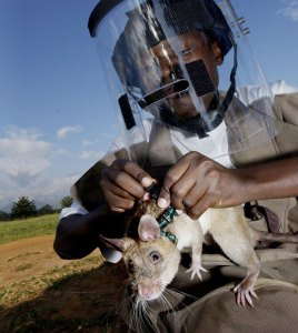 ¡Increíble! Ratas olfatean minas para salvar vidas en todo el Mundo
