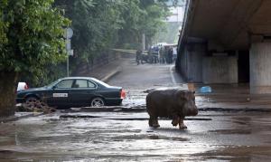 Desastre en Georgia: Inundaciones  dejan ocho muertos y la fuga de fieras del zoológico (Fotos)