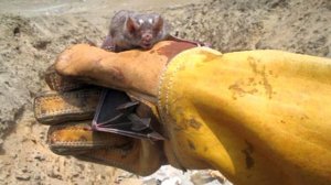Mueren tres personas en Perú por mordedura de murciélagos infectados con rabia