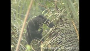 A los chimpancés les gusta el alcohol (Video)