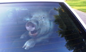 Un cerdo fue arrestado y se descargó en la patrulla de policía