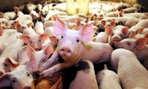 Cerdos supermusculosos son creados con ingeniería genética