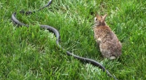 Impresionante reacción de una coneja salvó a su cría de una serpiente (Video)
