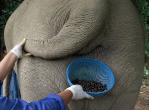 El café extraído de excrementos de elefantes vale oro en Tailandia