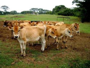 Fedenaga condena la exclusión del sector bovino para la cartera crediticia 2019-2020