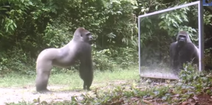 Video: La reacción de animales salvajes al verse en un espejo