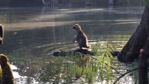 ¡Corre mapache!, ¡corre! (FOTO)