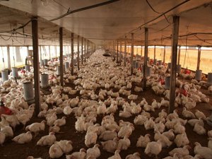 Falta de suministro de alimentos ha desatado canibalismo de pollos