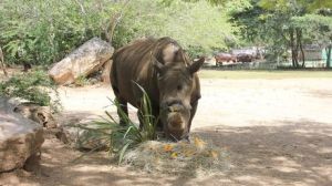 Falleció a los 45 años el rinoceronte del Parque Bararida de Barquisimeto