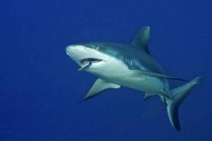 Niño de 11 años grave tras ser atacado por un tiburón en una playa de Florida