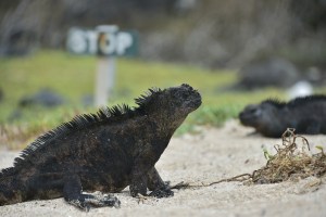Las iguanas marinas: el termómetro del calentamiento global en Galápagos