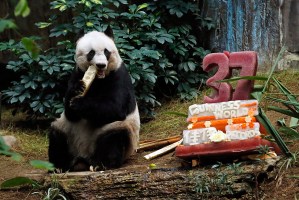 Oso panda más viejo del mundo celebra 37 años