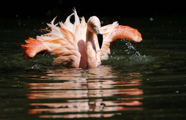 A pink flamingo is pictured during a hot summer day at the zoo of Wuppertal