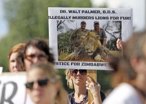 Defensores de los animales se movilizan en EEUU por muerte de león Cecil