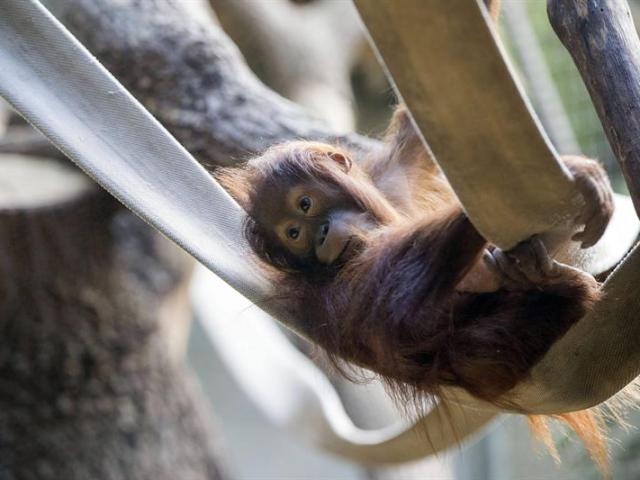  Una cría de orangután de Sumatra juega en el zoo de Zúrich (Suiza) hoy, 15 de julio de 2015. EFE/Patrick B. Kraemer