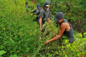 Mueren tres guerrilleros en Colombia cuando atacaban a erradicadores de coca