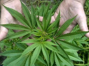 Descubren tres hectáreas de marihuana sembradas en Bolívar