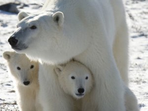 VIRAL: La docena de osos polares chismosos que “invadieron” un camión en Rusia (VIDEO)