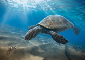 Descubren en Falcón un fósil de tortuga que vivió hace 12 millones de años