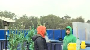 Montevideo premia selectas muestras de marihuana en la Copa Cannabis (VIDEO)