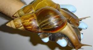 Plaga de caracoles gigantes enciende las alarmas en Cuba