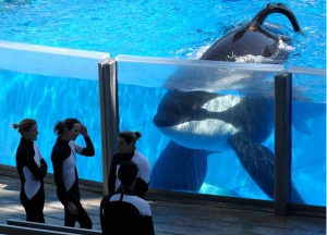 Demandan al Seaquarium de Miami por condiciones de cautiverio de orca Lolita