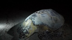 Rastrean tortugas marinas en México por medio de equipos satelitales