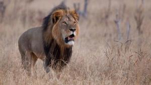 ¿Qué se conoció de Cecil, el león?