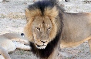 Desmienten que el hermano del león Cecil haya sido abatido