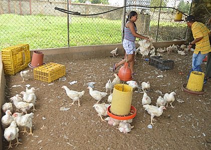 En la Granja San Félix cargaron con más de 800 pollos hacia el mediodía del viernes. Según su dueño, la GNB detuvo 6 personas
