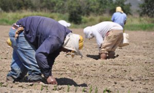 El chavismo y la delincuencia amenazan con acabar el sector agrícola: El caso Ceniap