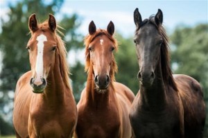 Los caballos y los humanos comparten expresiones faciales muy similares