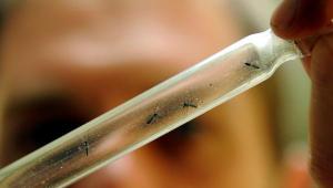 El Niño podría desatar epidemias de dengue a gran escala
