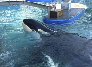 Piden liberar a Lolita, la orca encerrada en el Miami Seaquarium