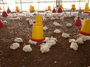 Disminuida en 60% producción de pollo y de huevos en Táchira