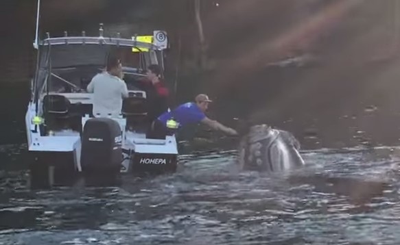 Mira cómo esta ballena pide ayuda al verse en peligro (VIDEO)