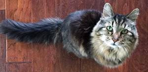 Conoce a Corduroy, el gato más longevo del mundo con 26 años