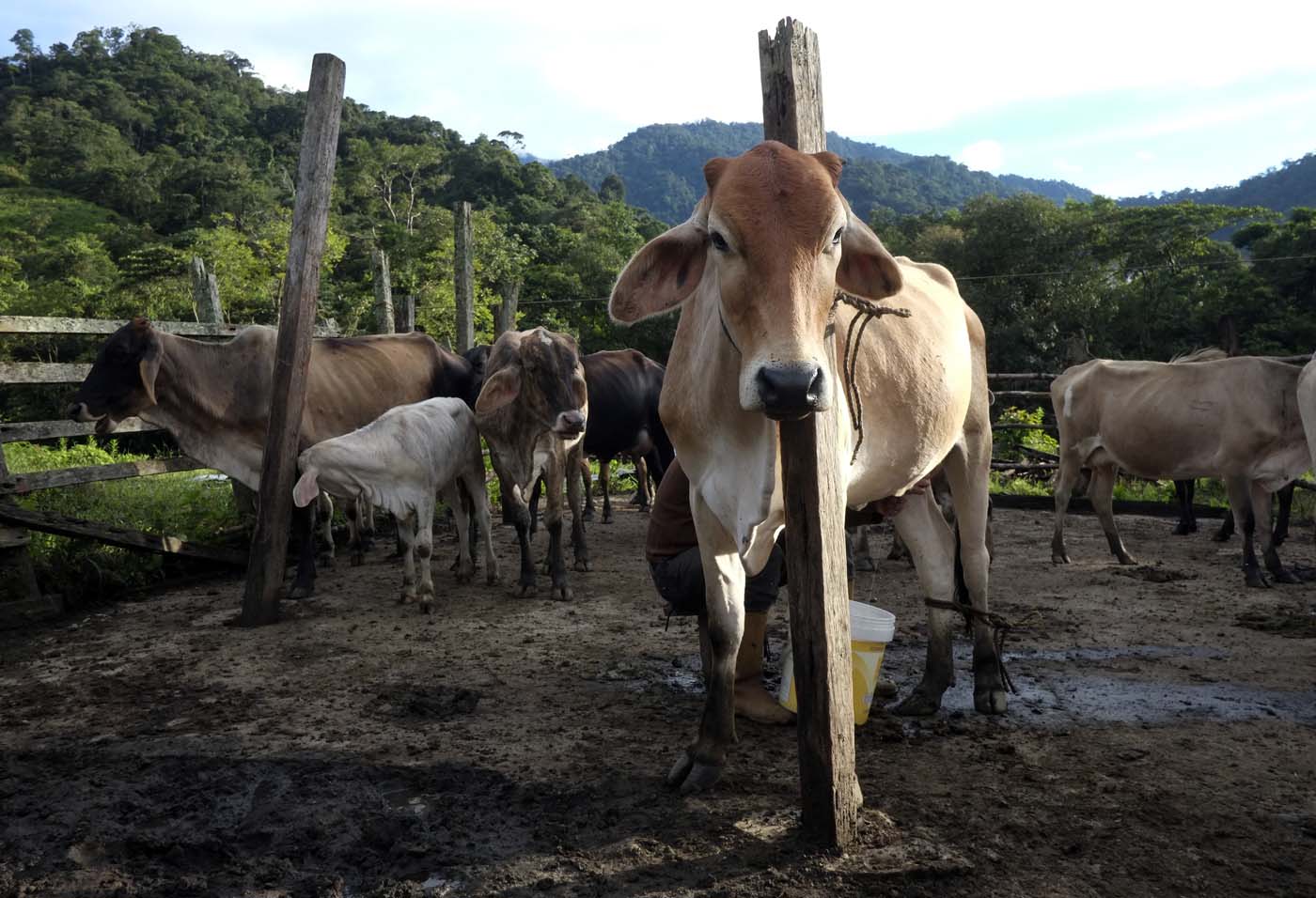 Colombia enfrenta rebrote de aftosa por ganado venezolano de contrabando