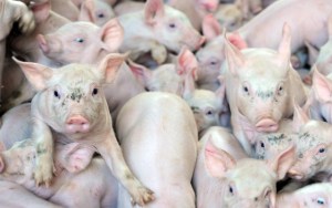 Hong Kong sacrificará 6.000 cerdos tras detección de peste porcina
