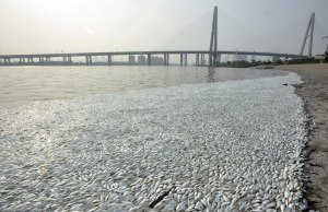 La alarma social prosigue en Tianjin con las imágenes de peces muertos