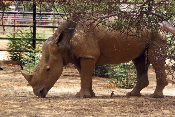 Falleció Luisa, la rinoceronte blanca del Zoológico en el Zulia