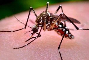 Detectan primer caso de virus chikunguya en España