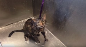 En Video: Una gata recién bañada pide desesperada “¡No más!”