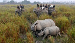 Inundaciones en India ponen en peligro a rinocerontes de un cuerno