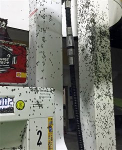 ¡Las sietes plagas de CALIFORNIA! Insectos invaden casas y vehículos