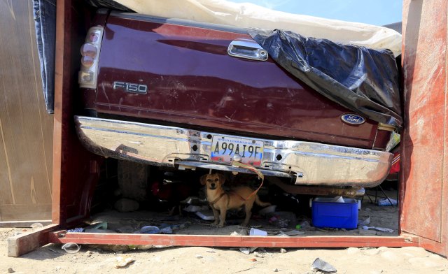 A dog stands under a car in a temporary shelter where its owner has been living temporarily, near the Colombian village of Villa del Rosario, close to the border with Venezuela August 27, 2015. Venezuela closed two border crossings last week and began deporting hundreds of Colombians, as part of measures the government says are designed to control smuggling and paramilitary activity. REUTERS/Jose Miguel Gomez